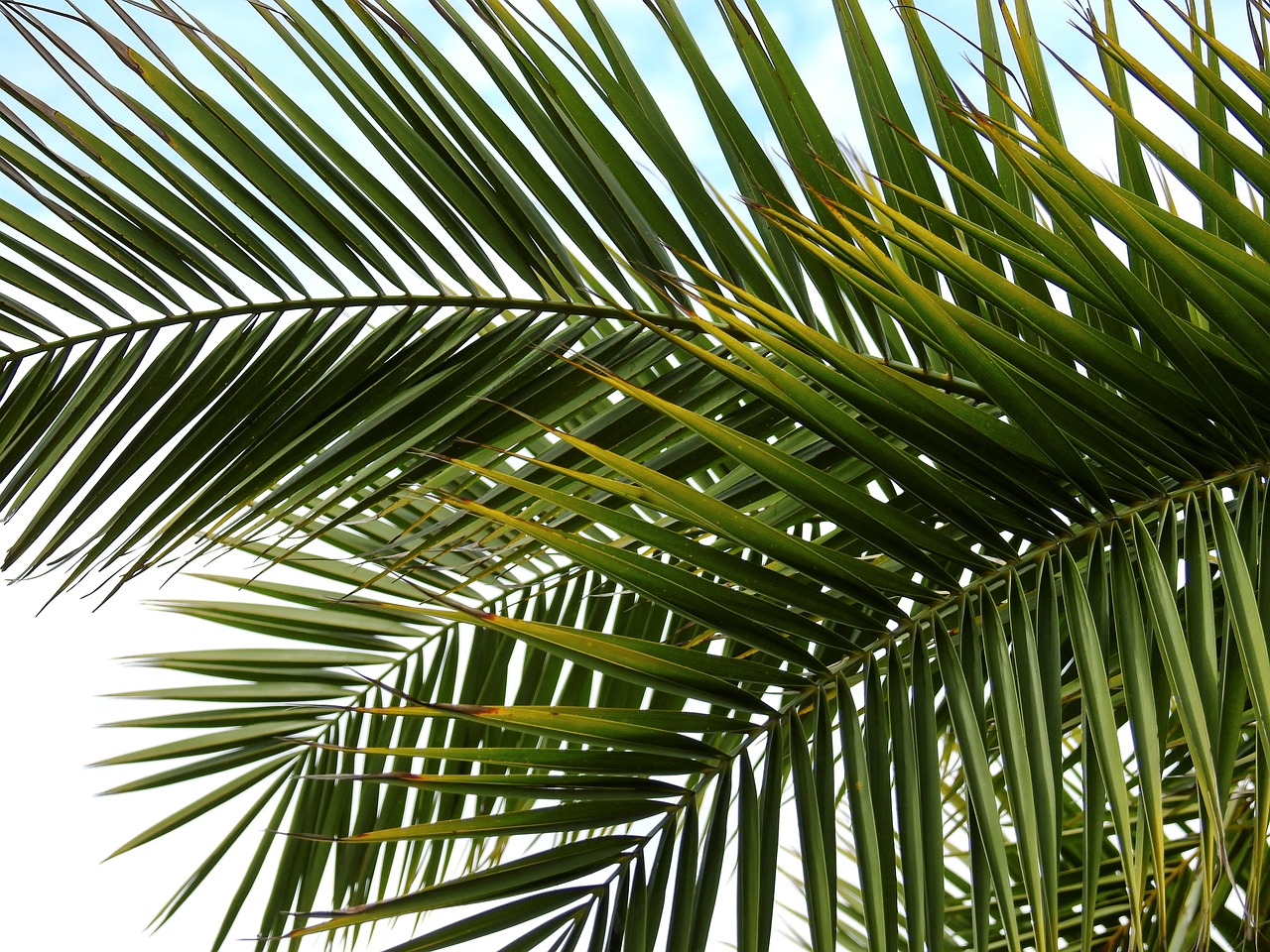 palm plant leaves free photo