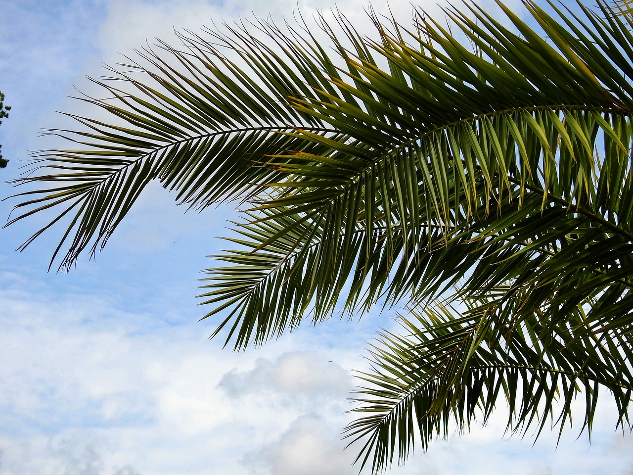 palm plant leaves free photo