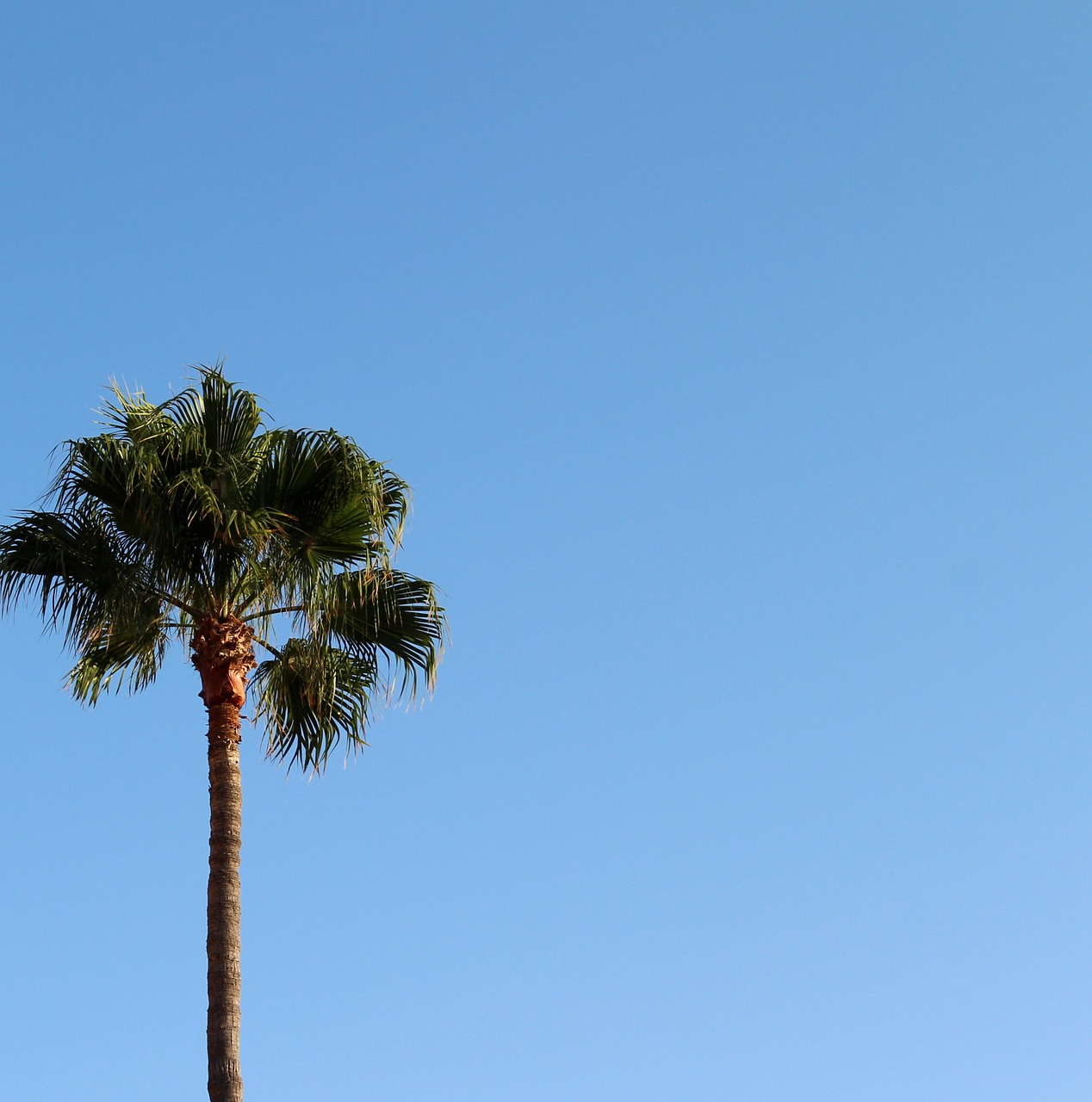 palm background sky free photo