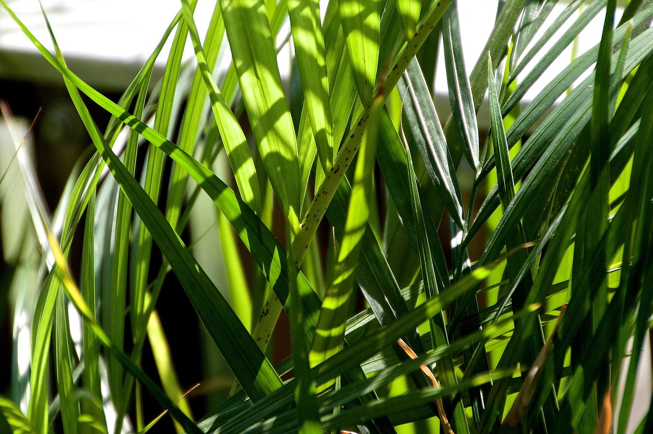 palm palm leaf balcony plant free photo