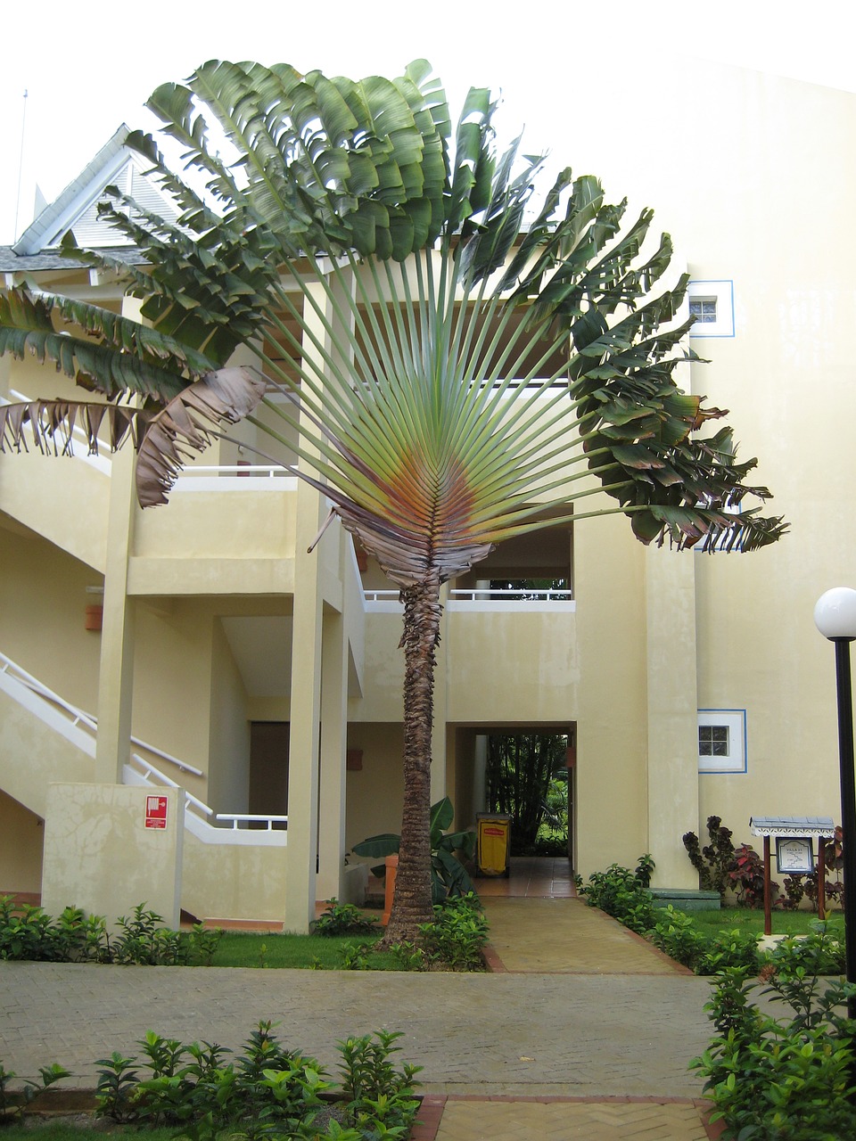 palm dominican republic samana free photo