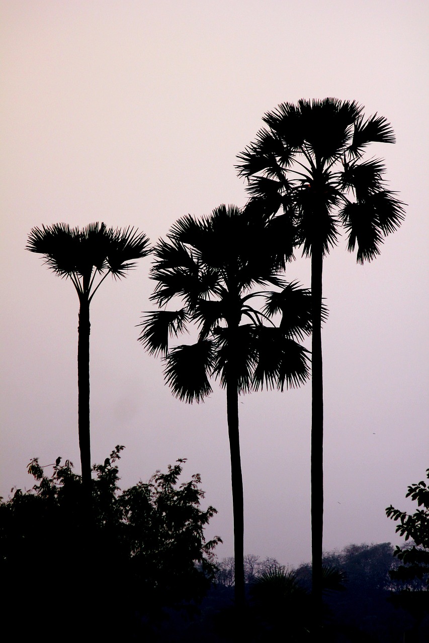 palm trees palmyra free photo
