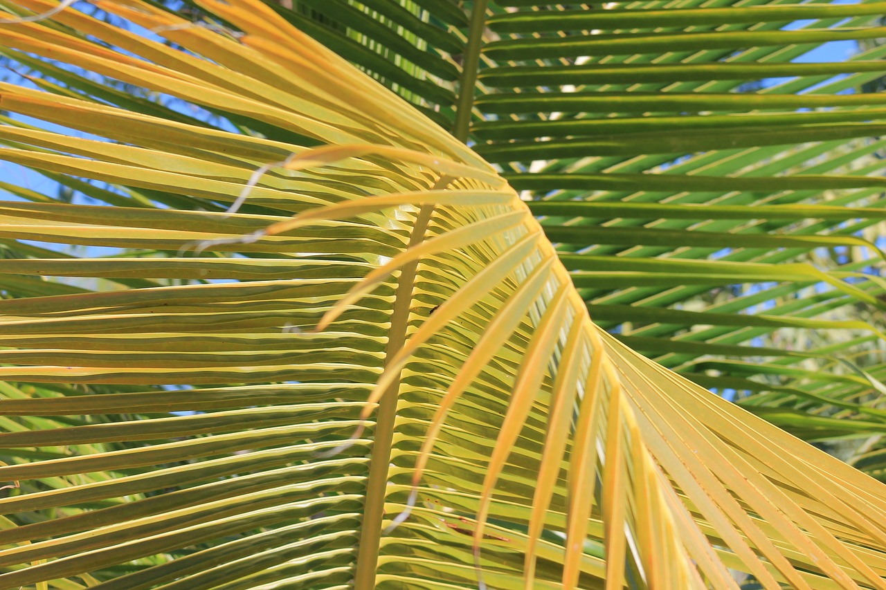 palm vacancy tropics free photo