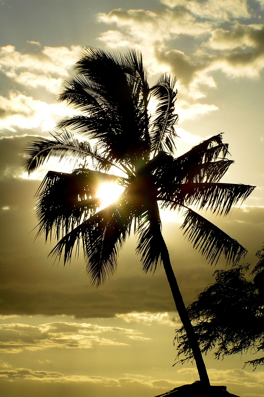 palm tree hawaii free photo