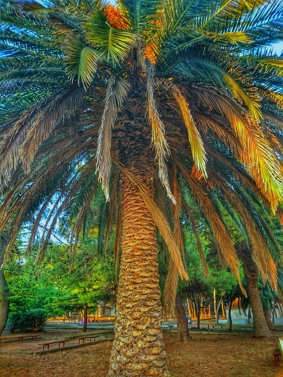 palm tree wood free photo