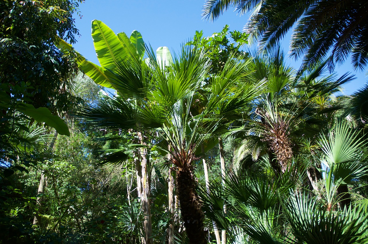 palm banana exotic garden free photo