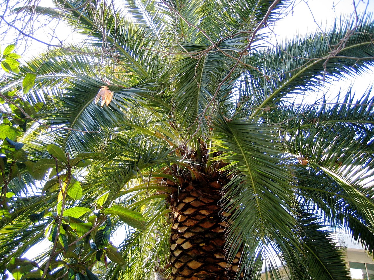 palm holiday sky free photo