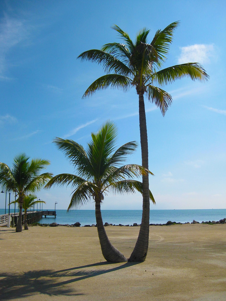 palm tree sunny free photo