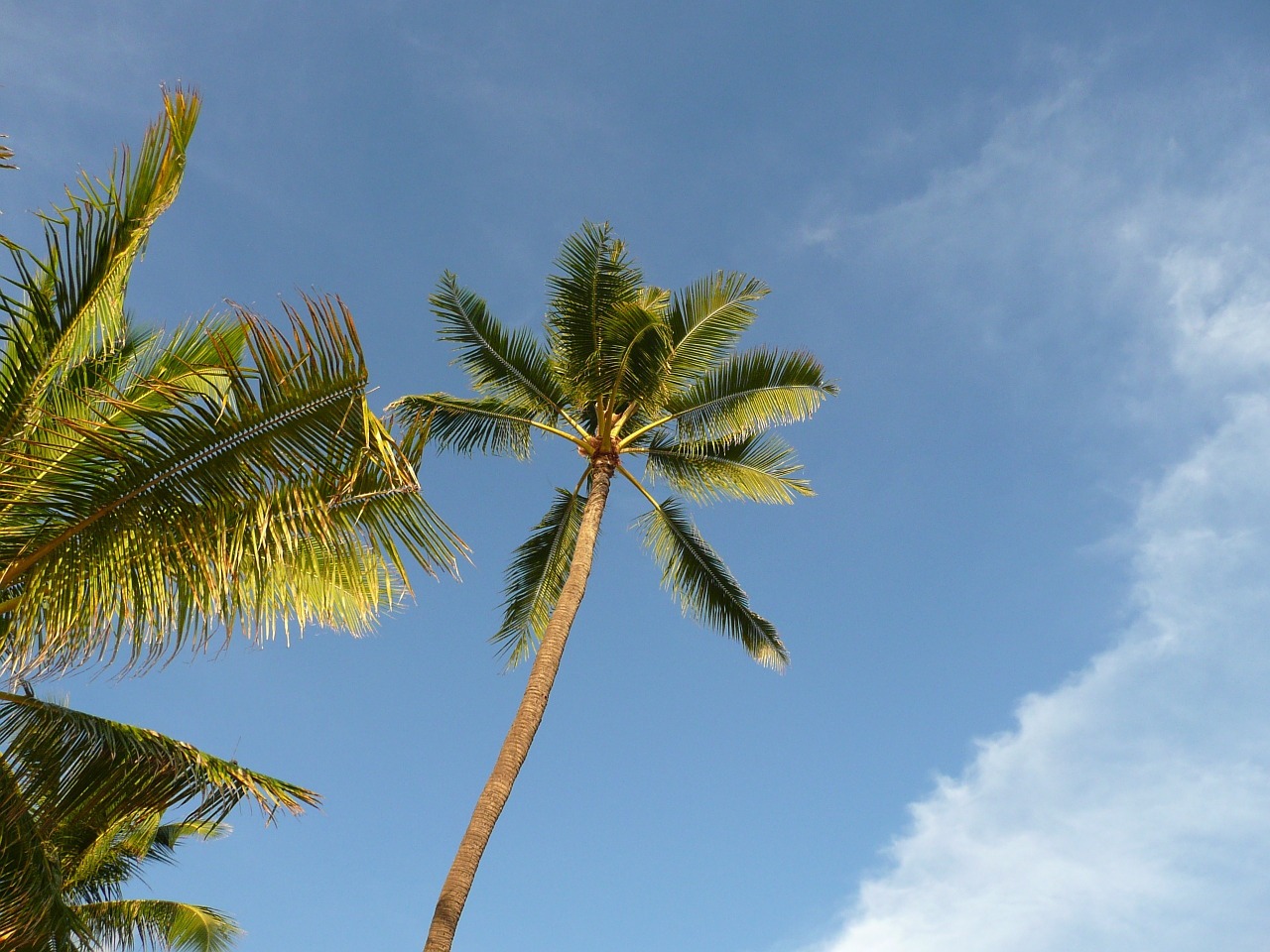 palm hawaii tree free photo