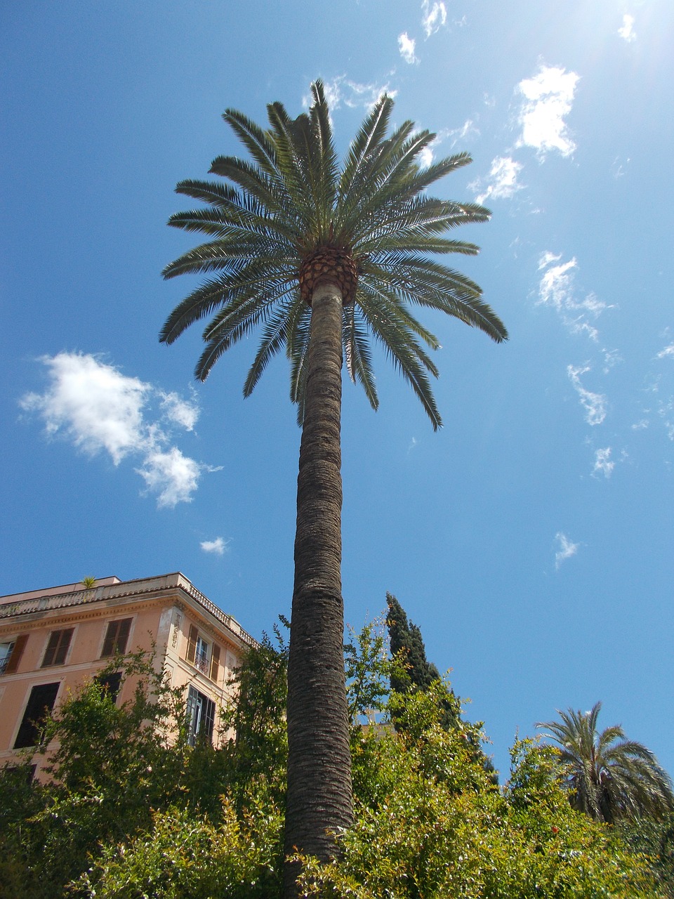 palm tree mediterranean free photo