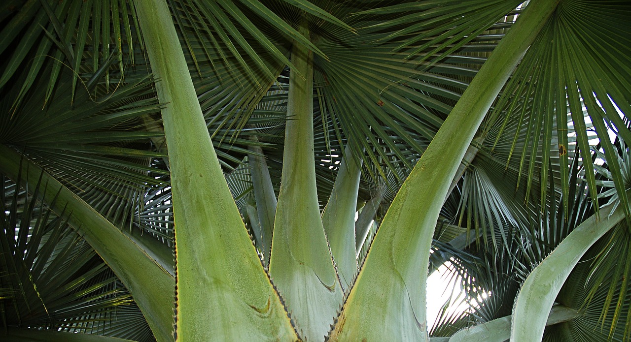 palm fan palm green free photo