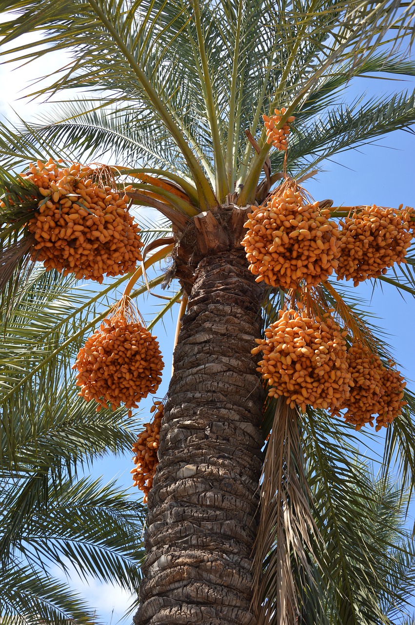 palm palm fruits plant free photo