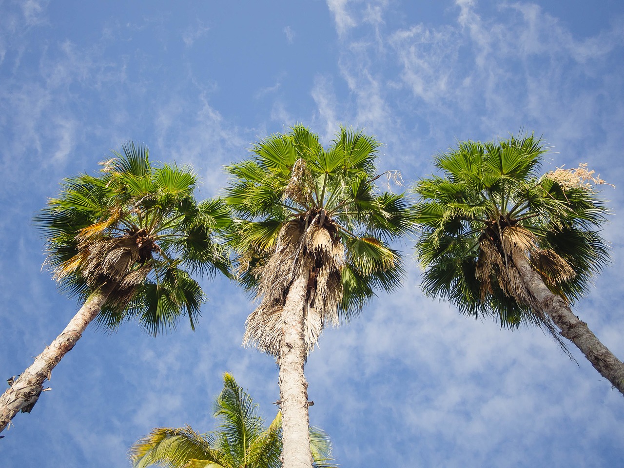 palm trees sky free photo