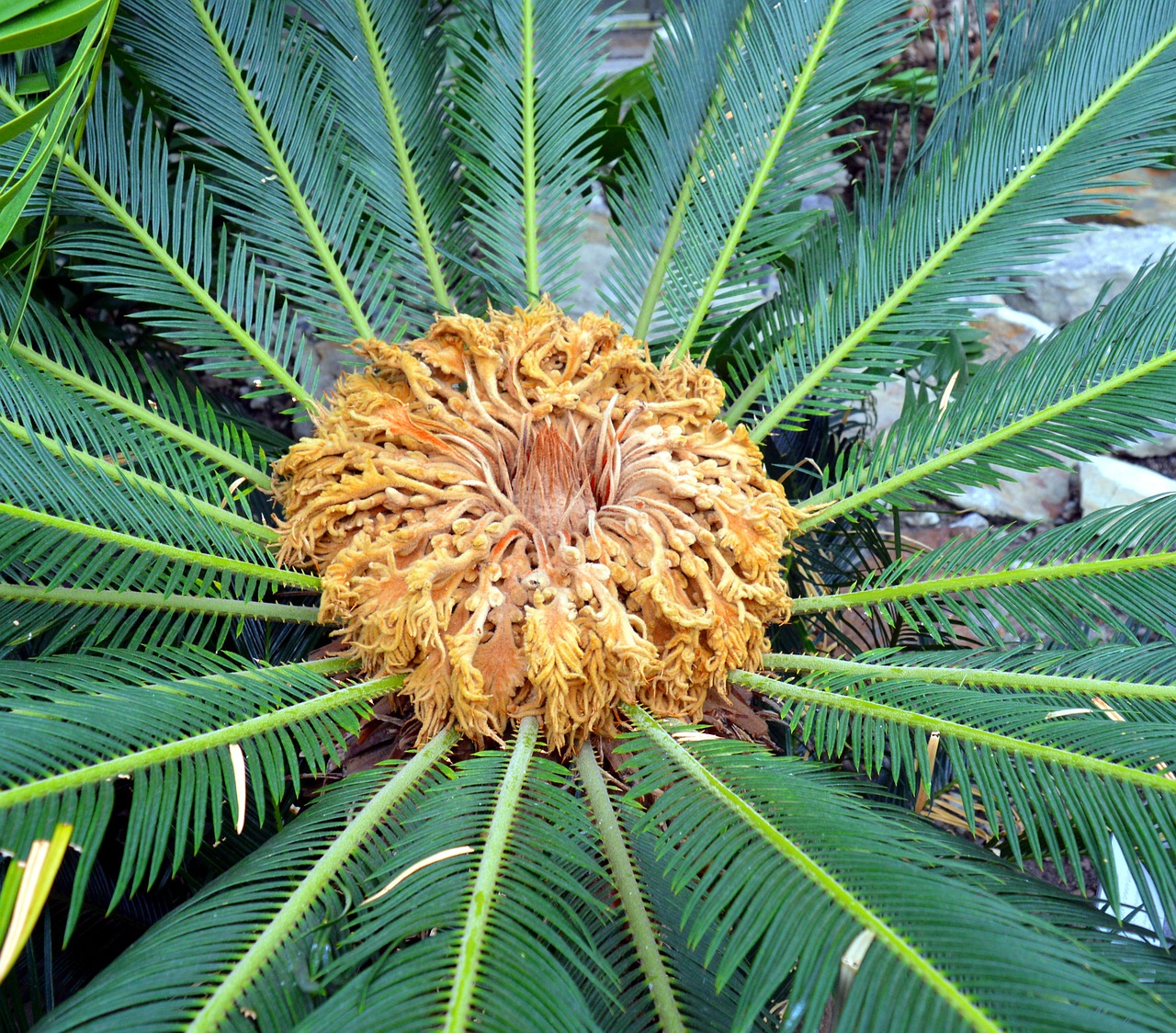 palm blossom bloom free photo