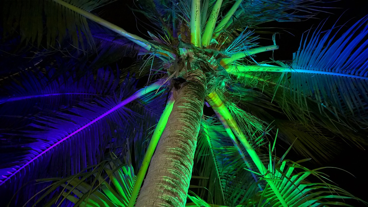 palm light effect beach free photo