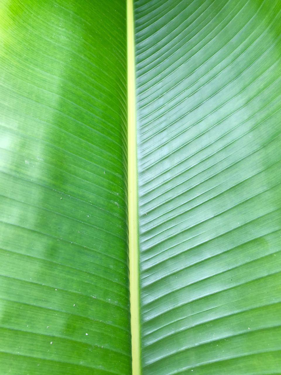 palm palm frond leaf free photo