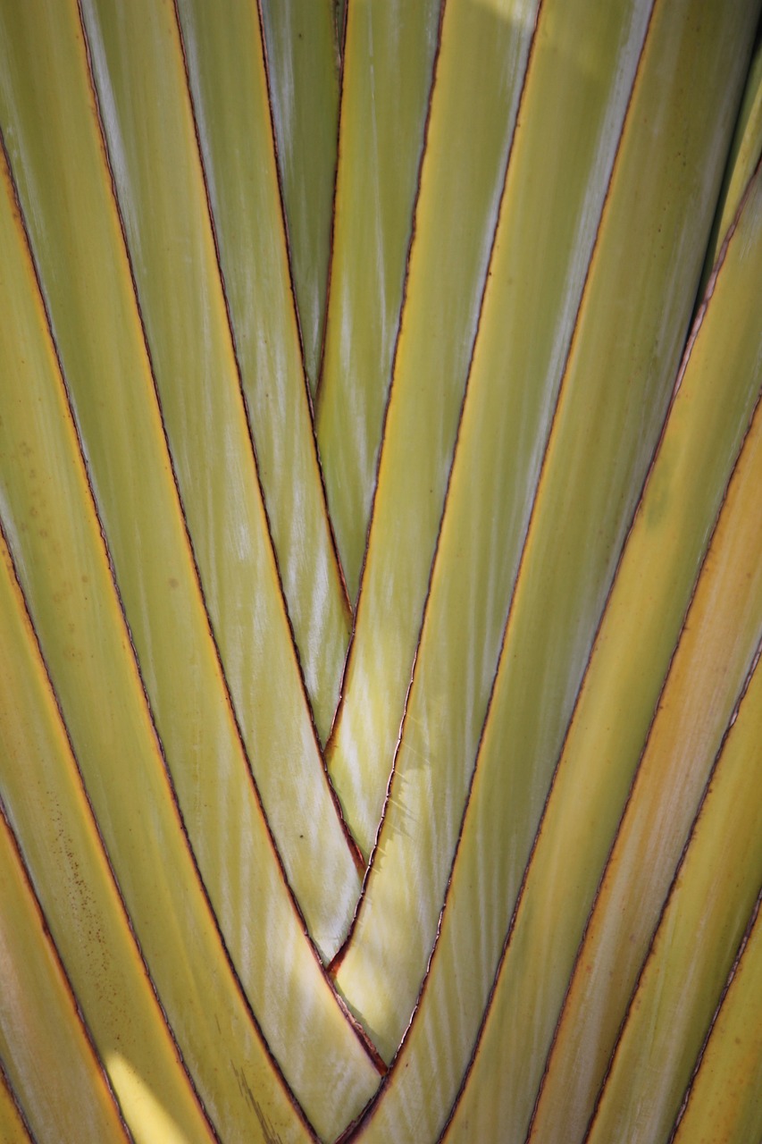 palm background green free photo