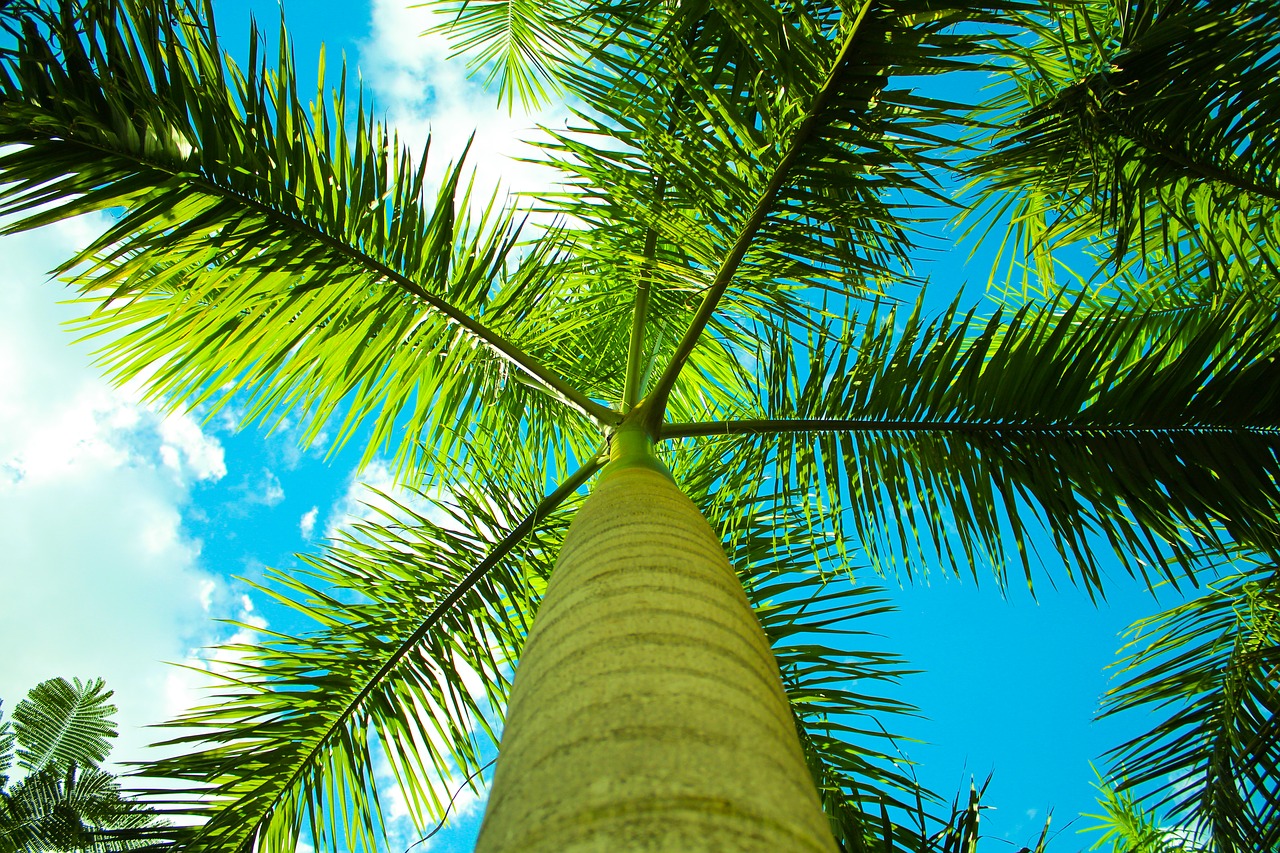 palm sky vacation free photo