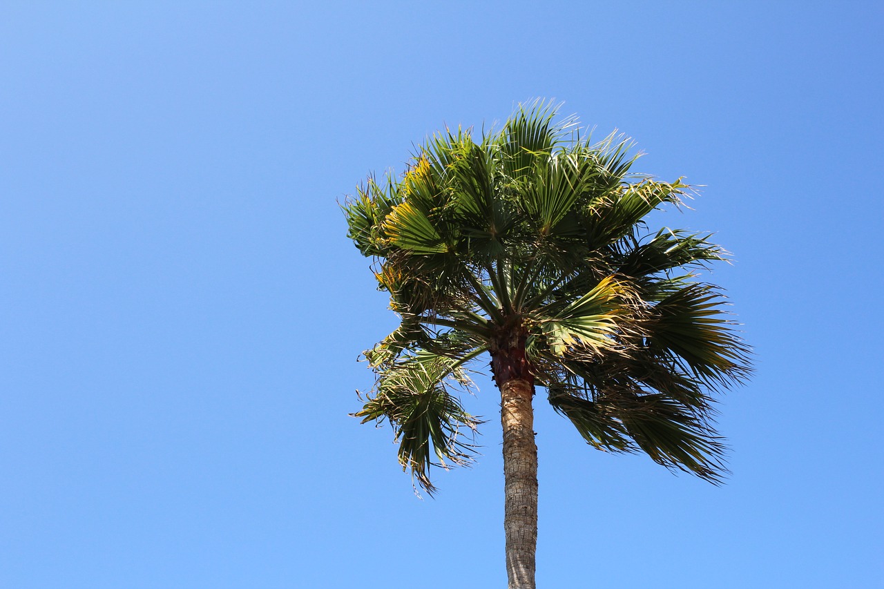 palm tree sky free photo