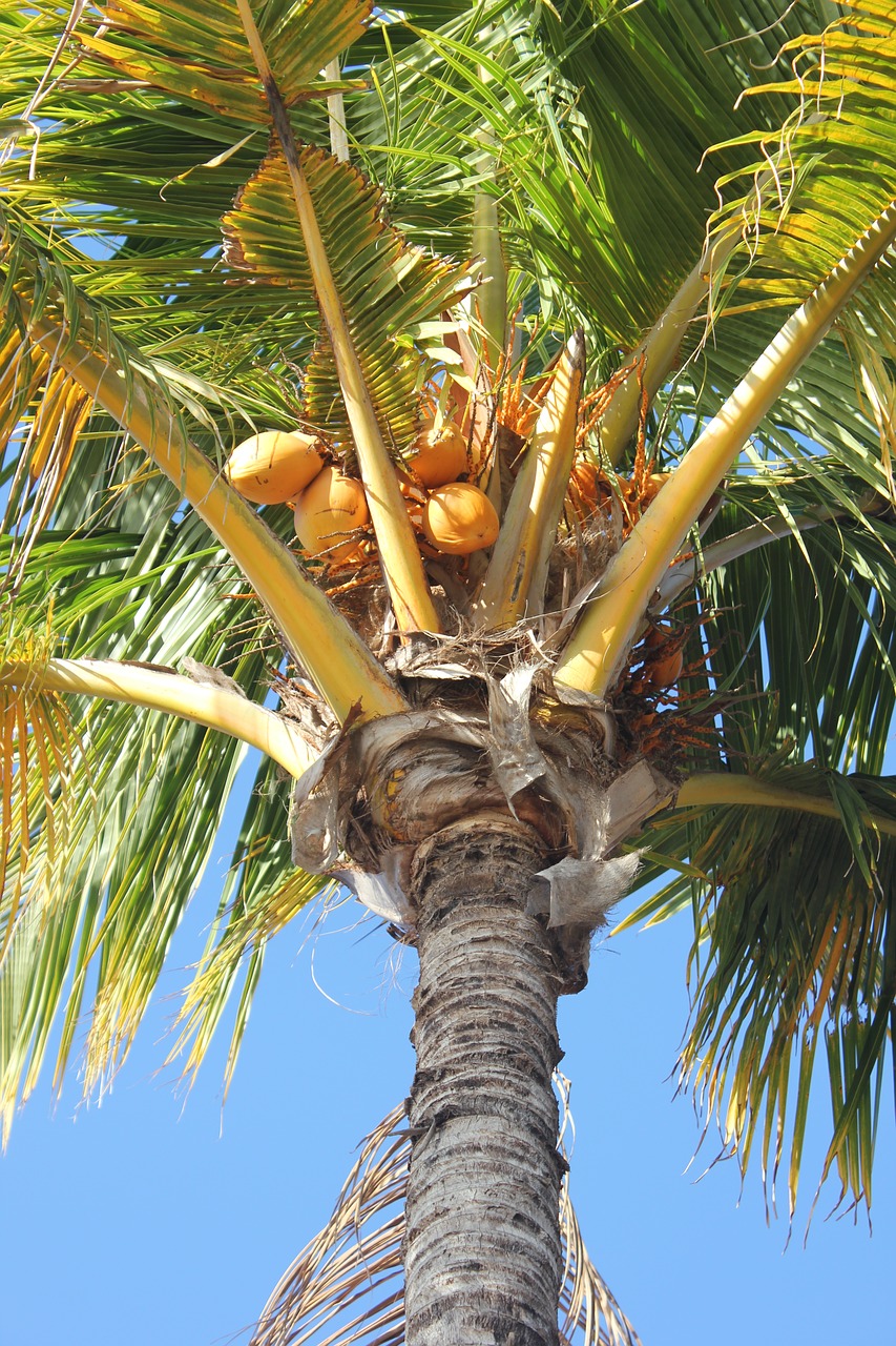 palm coconut tree free photo