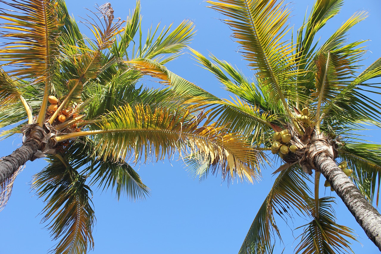 palm coconut tree free photo