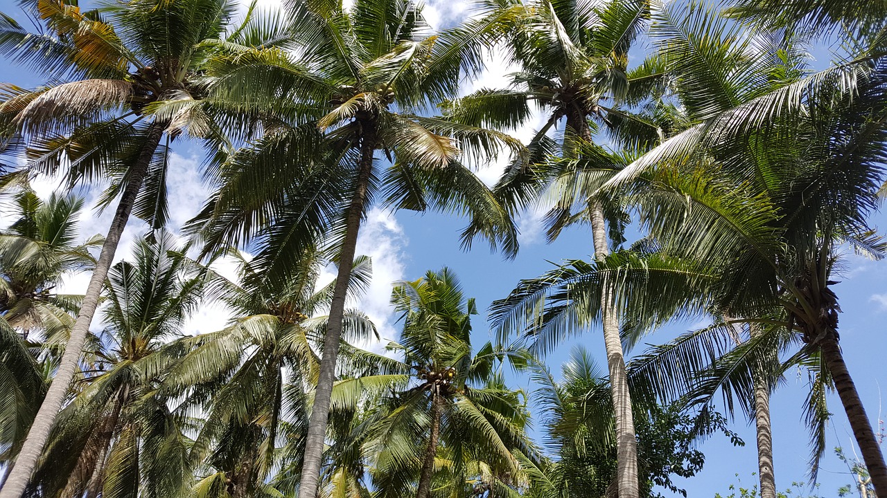 palm tree tropical free photo