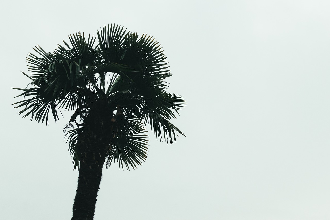 palm tree clear free photo