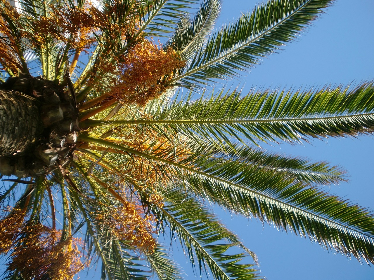 palm sky blue free photo