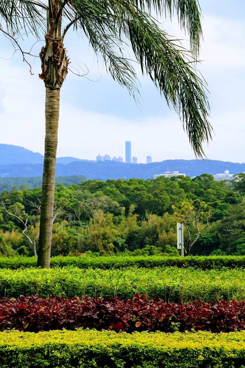 palm view taiwan free photo