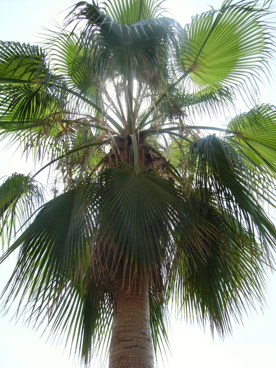 palm holiday travel free photo