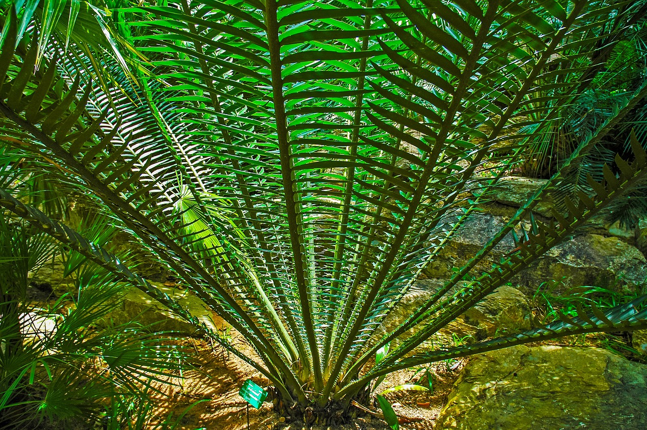 palm prickly green free photo