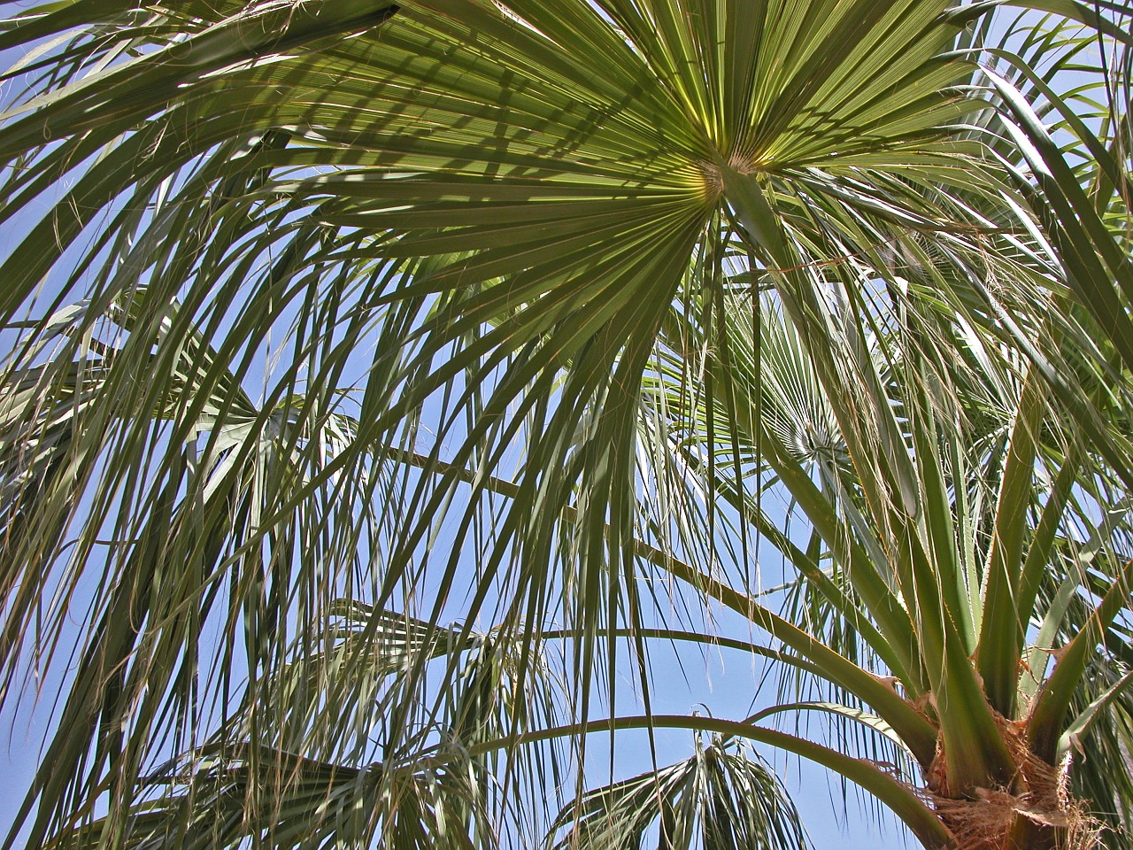 palm leaves james free photo