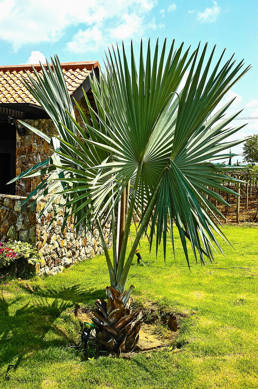 palm plant stone built house free photo