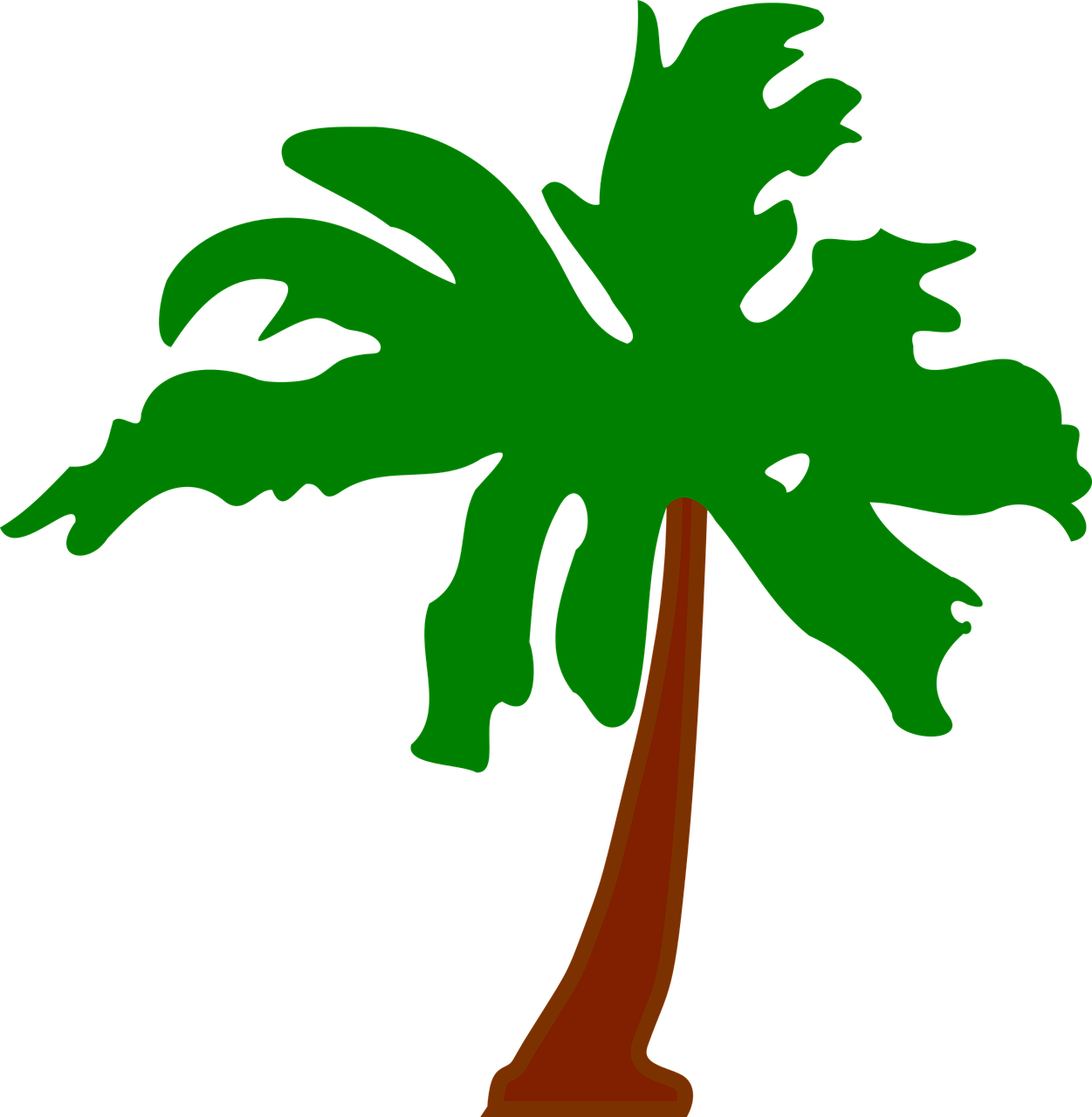 palm plant tree free photo