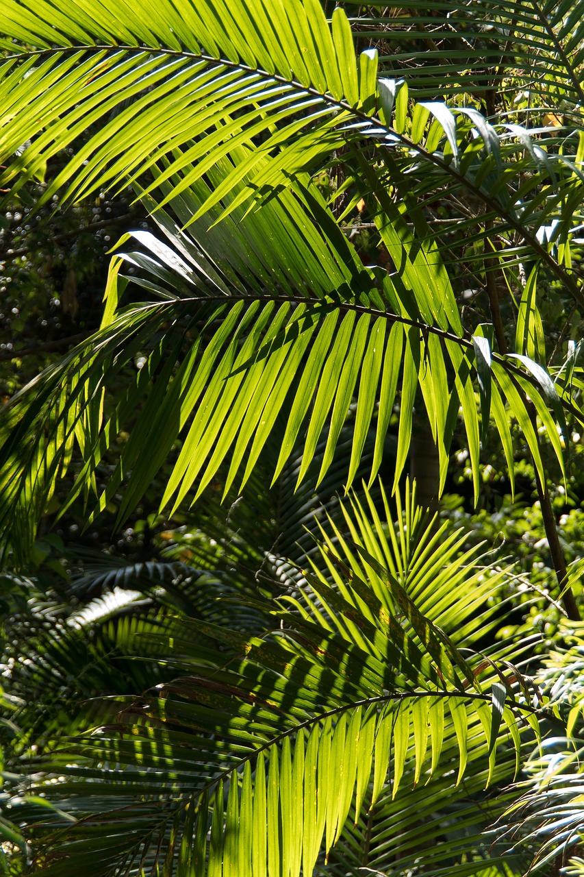palm bangalow palm frond free photo
