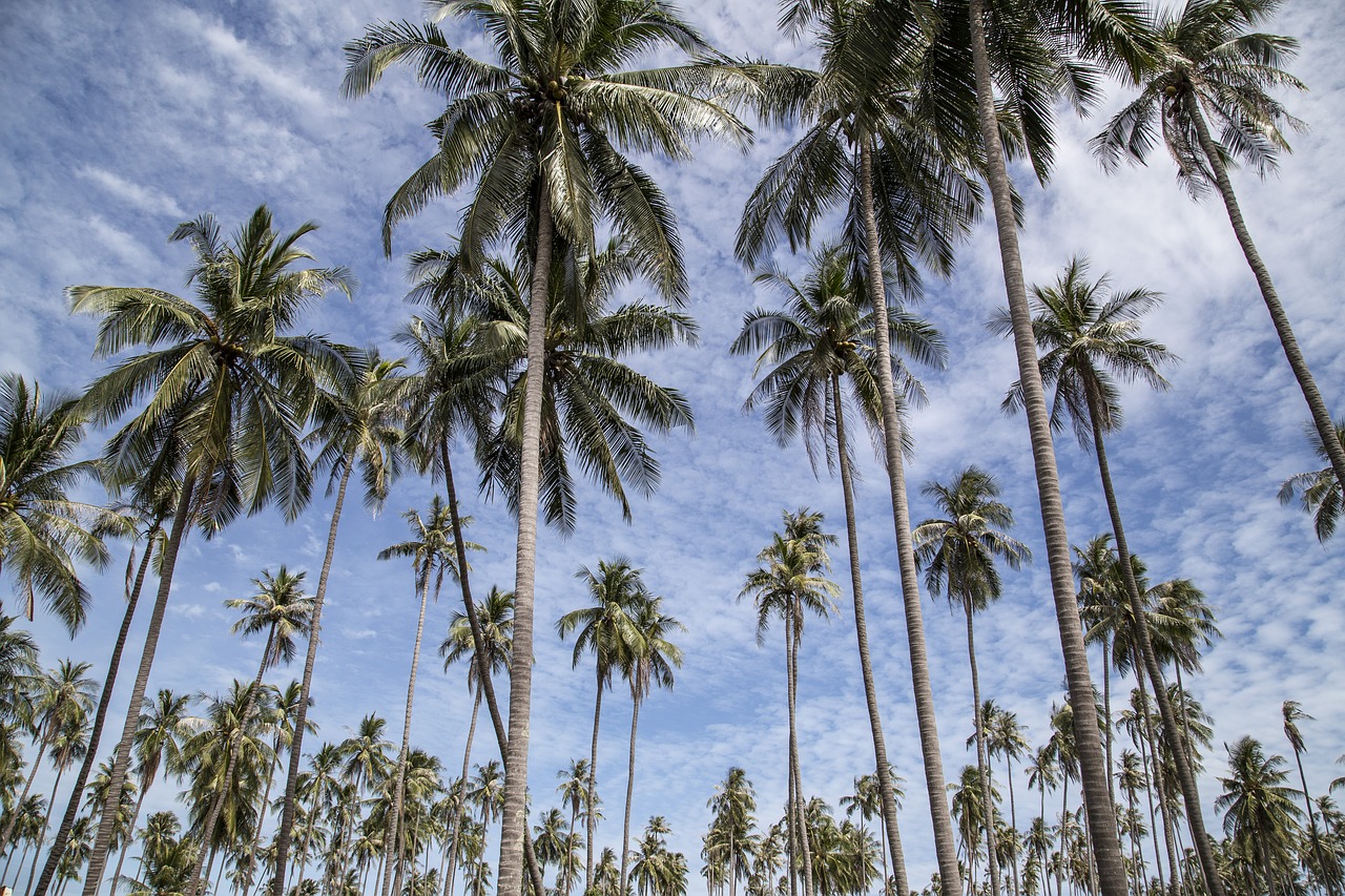 palm tree trees free photo