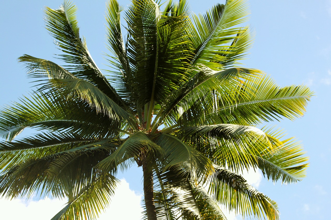 palm tropic coconut free photo