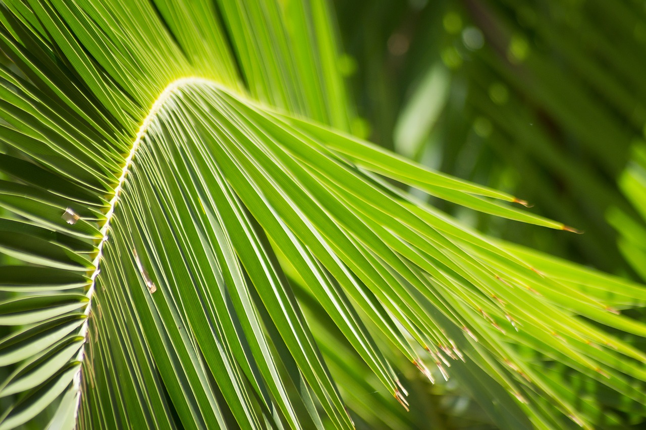 palm palm leaves leaf free photo