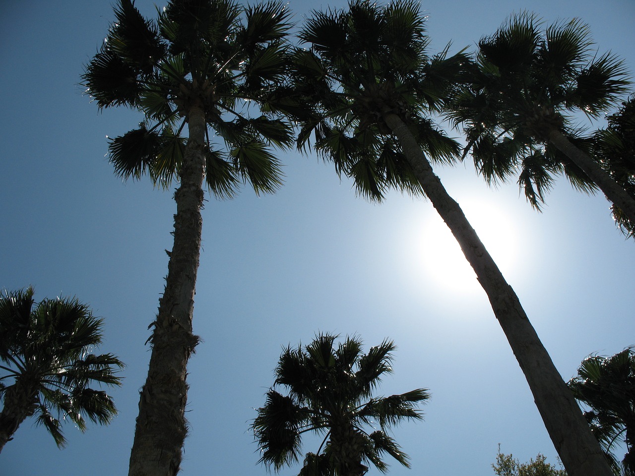 palm tree california free photo