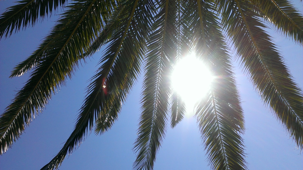 palm sun sky free photo