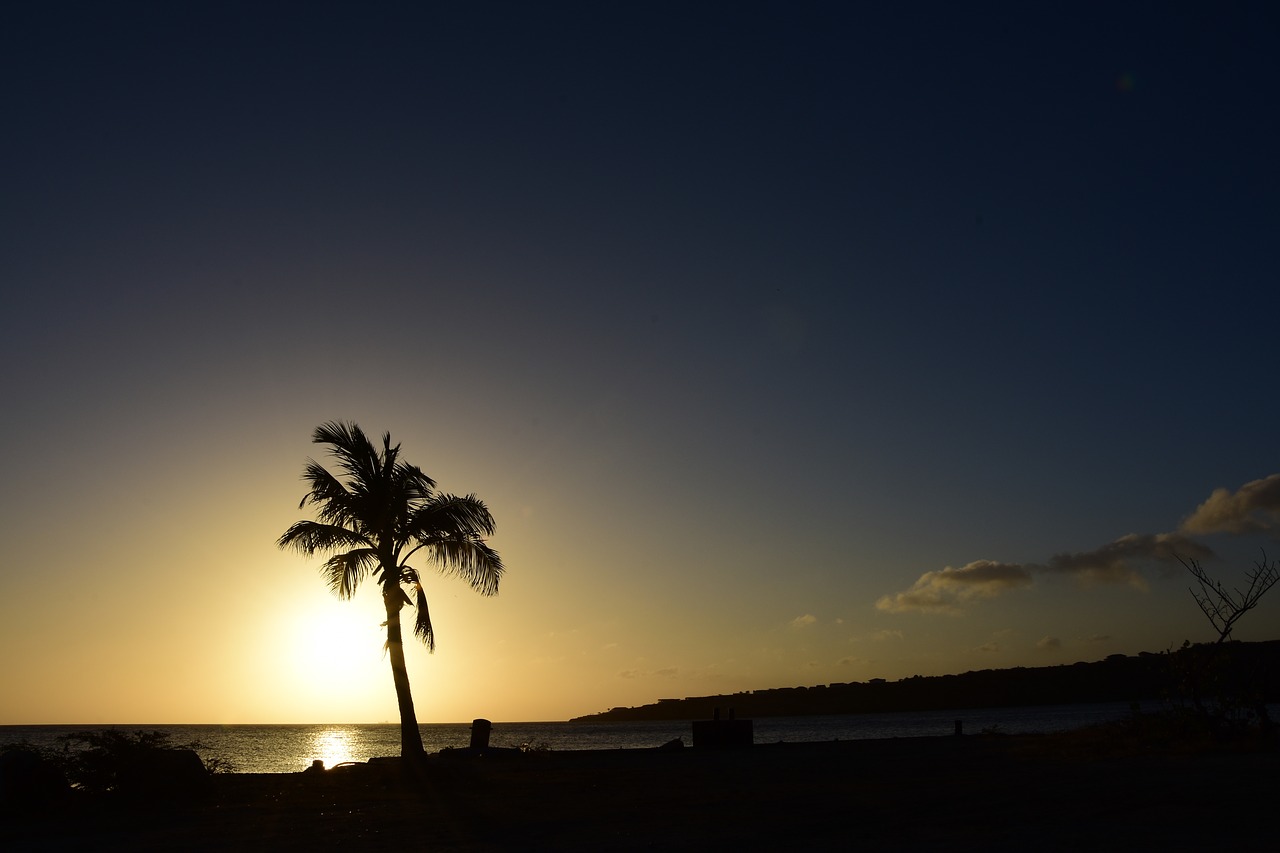 palm sunset sea free photo