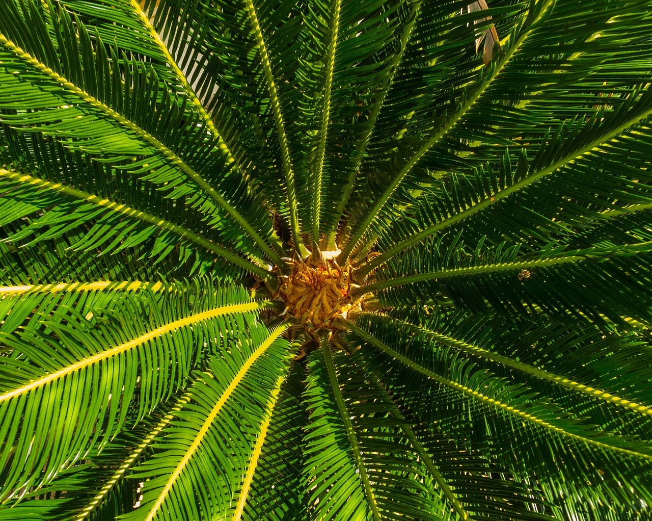 palm spiny palm palm tree free photo