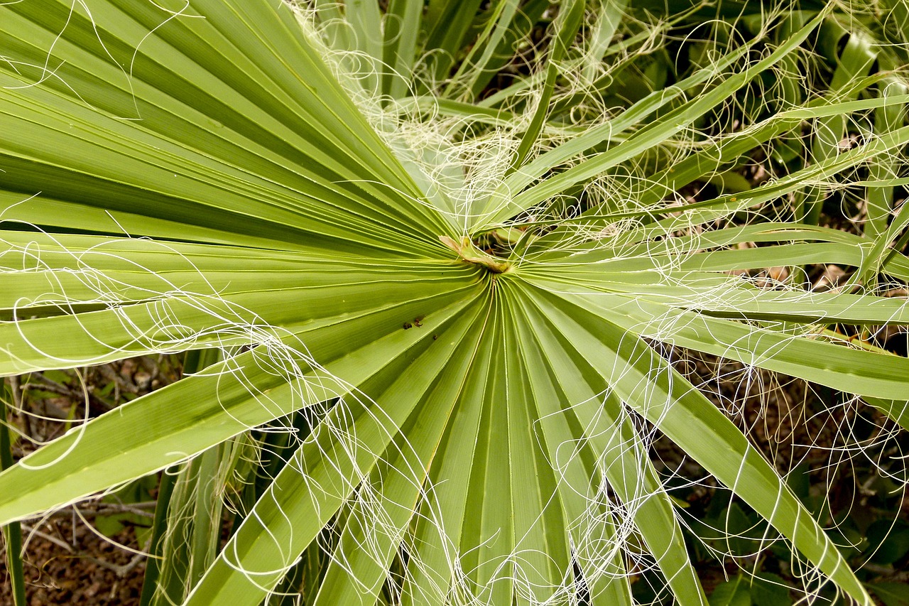 palm leaf palm tree free photo