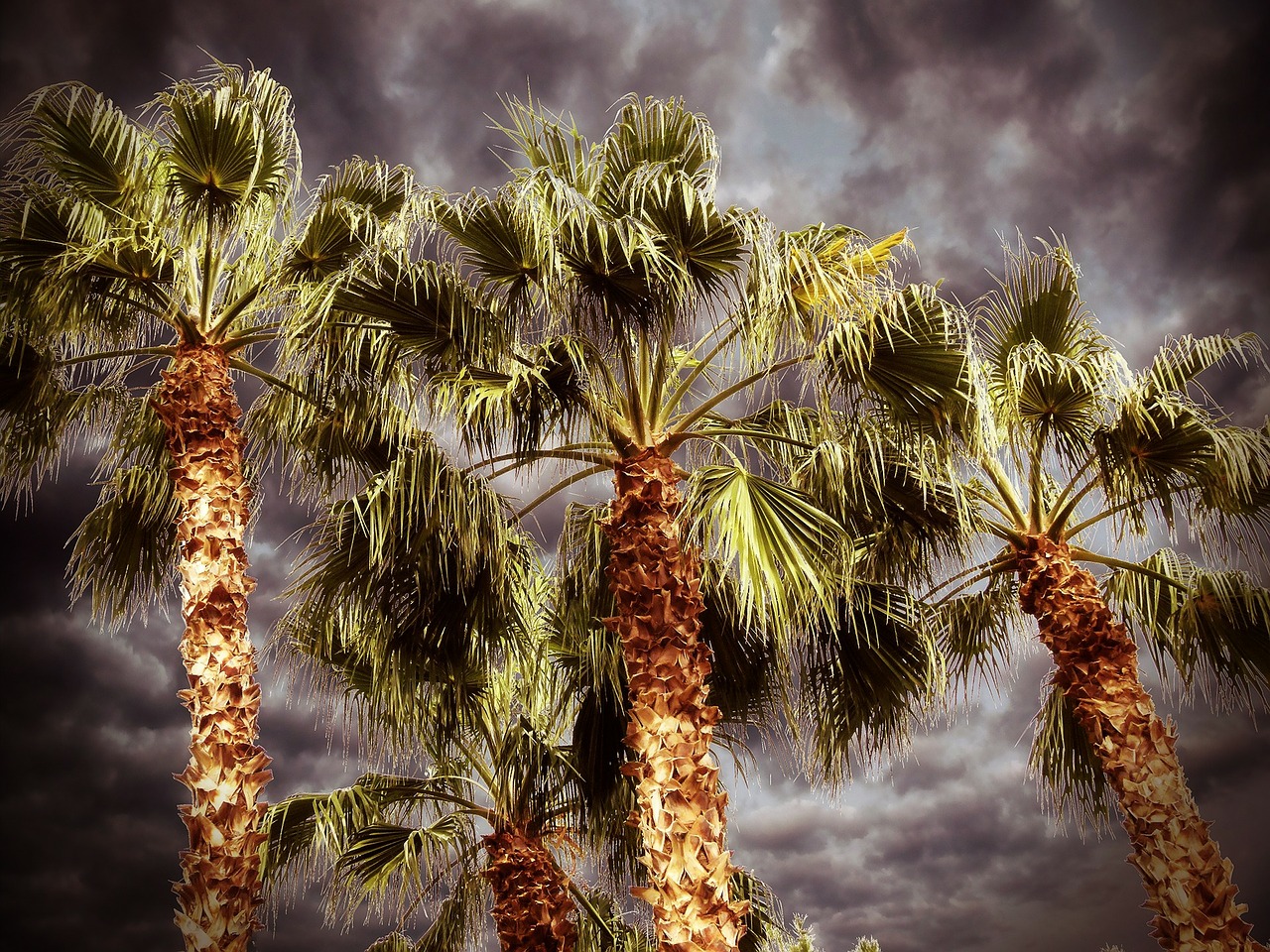 palm palm tree desert free photo