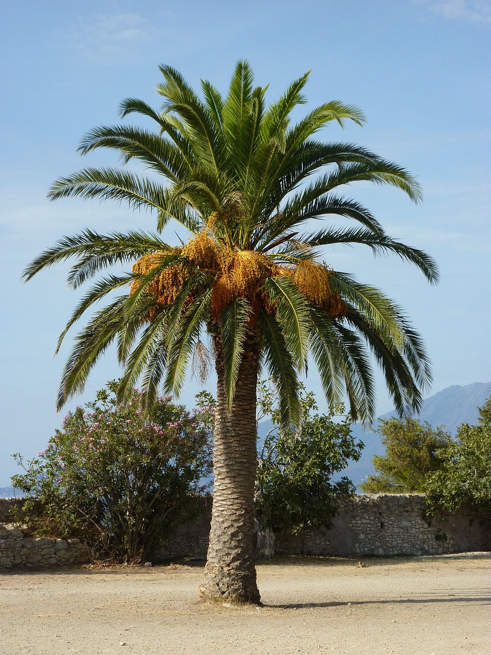 palm mediterranean exotic free photo