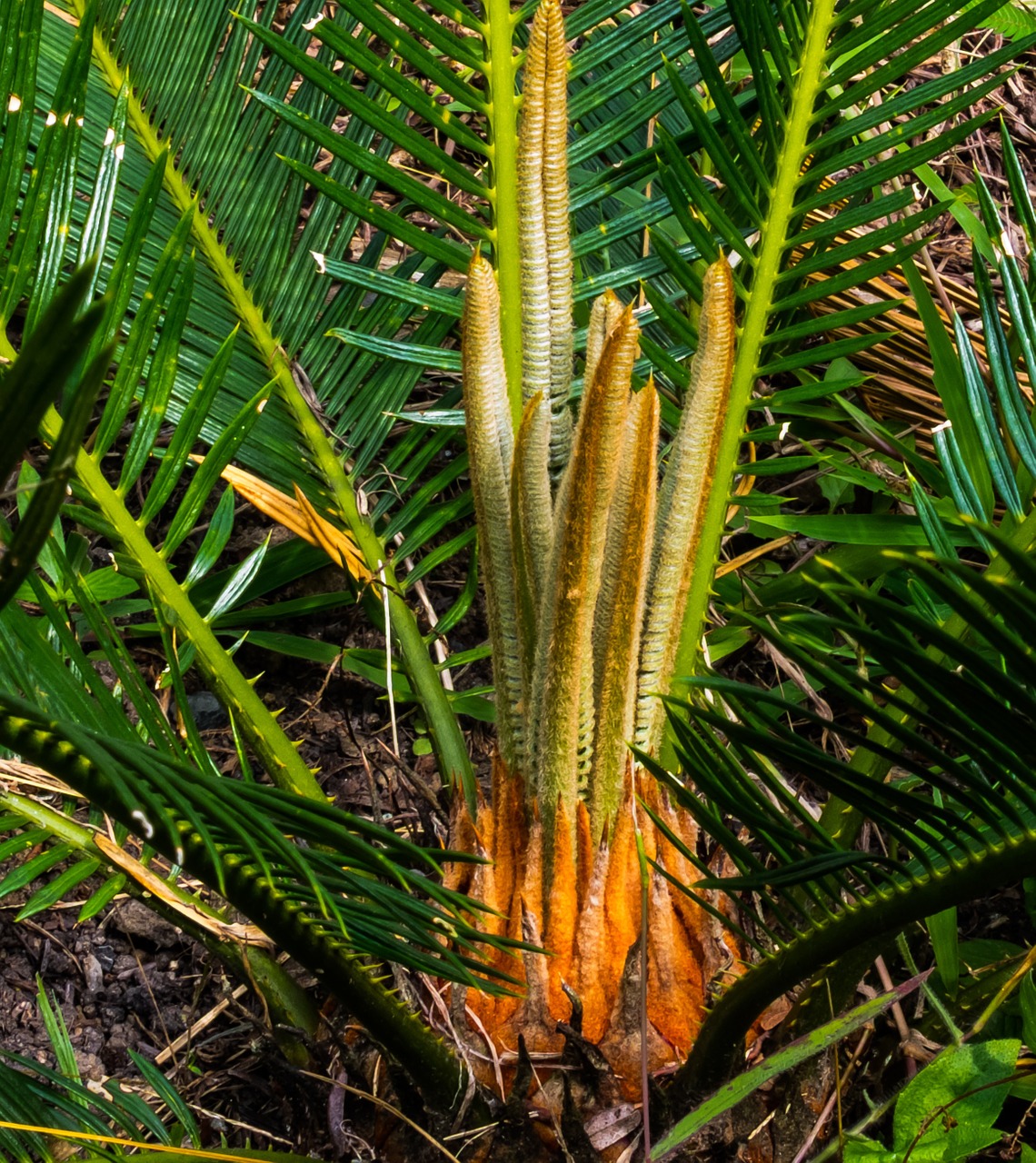 palm palm tree new drives free photo