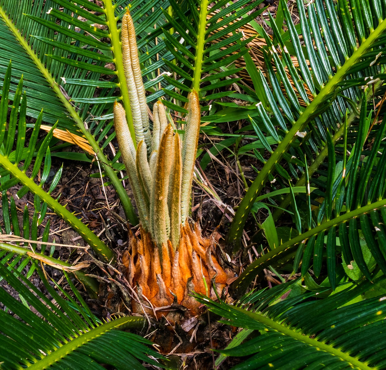 palm palm tree new drives free photo