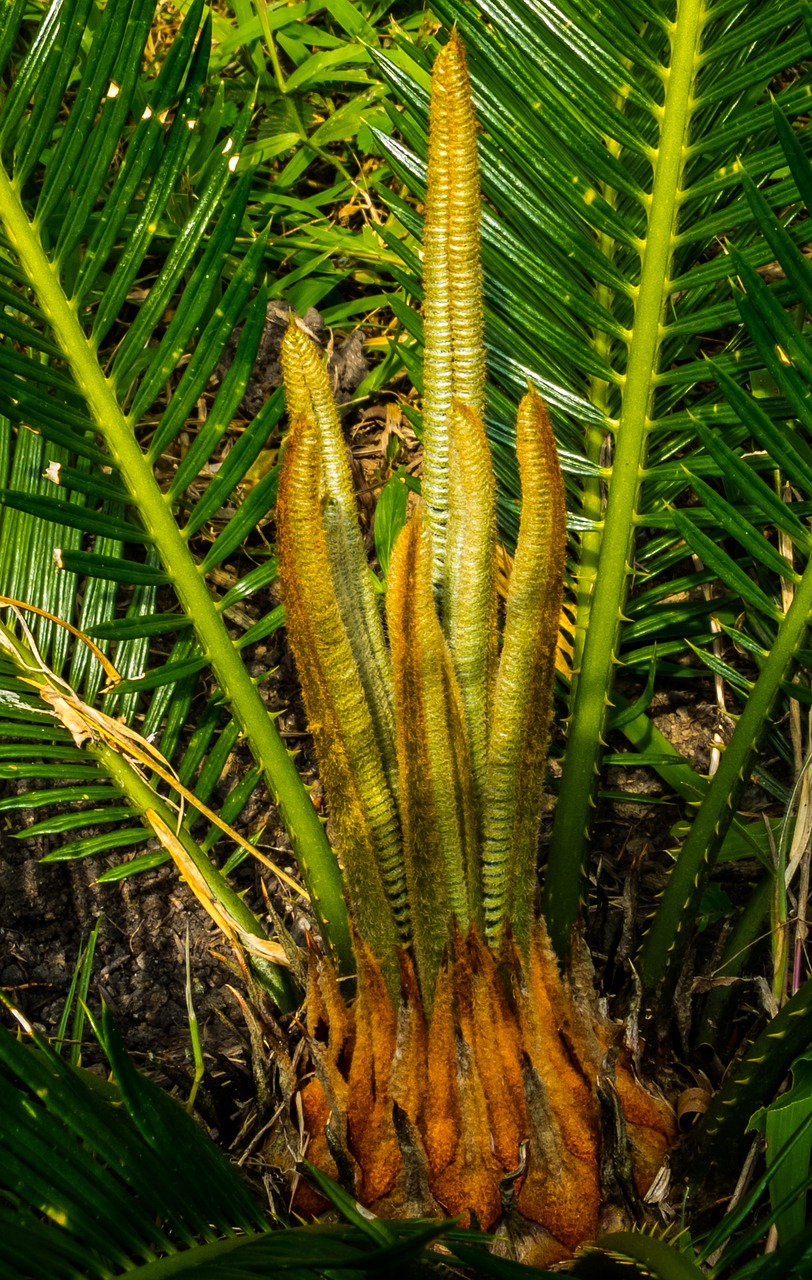 palm palm tree new drives free photo