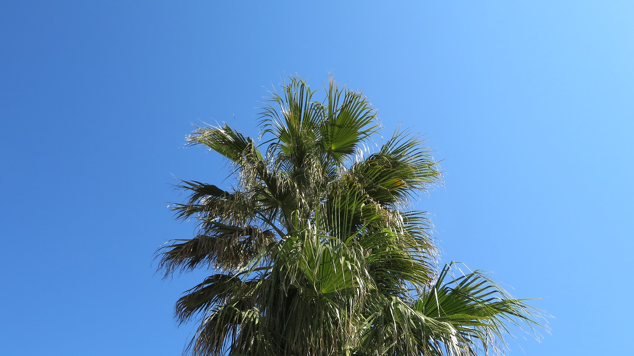 palm sky summer free photo