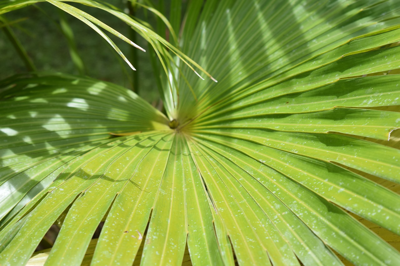 palm plant jungle free photo